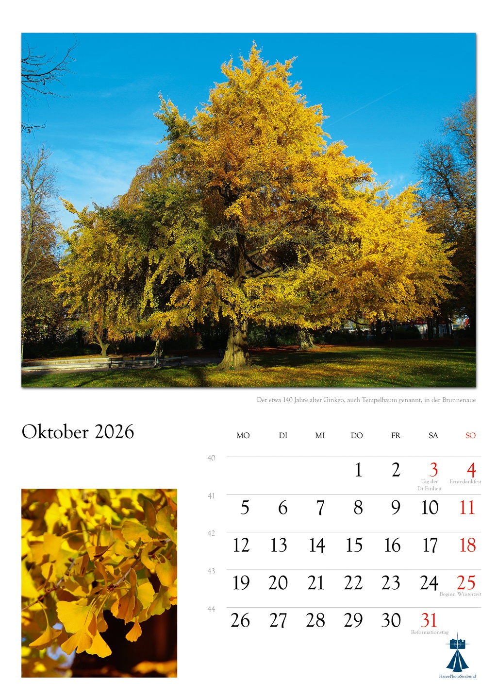 Der etwa 140 Jahre alter Ginkgo, auch Tempelbaum genannt, in der Brunnenaue
