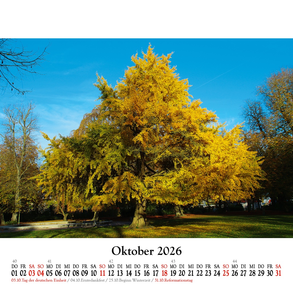 Der etwa 140 Jahre alter Ginkgo, auch Tempelbaum genannt, in der Brunnenaue