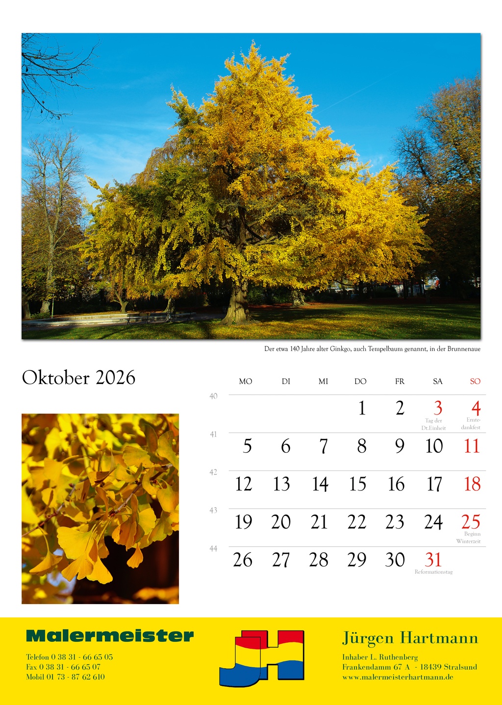 Der etwa 140 Jahre alter Ginkgo, auch Tempelbaum genannt, in der Brunnenaue