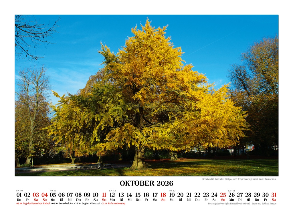Der etwa 140 Jahre alter Ginkgo, auch Tempelbaum genannt, in der Brunnenaue